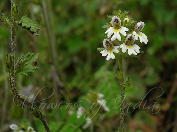 Himalayan Eyebright